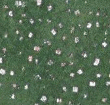 Pelouses et serviettes à Central Park